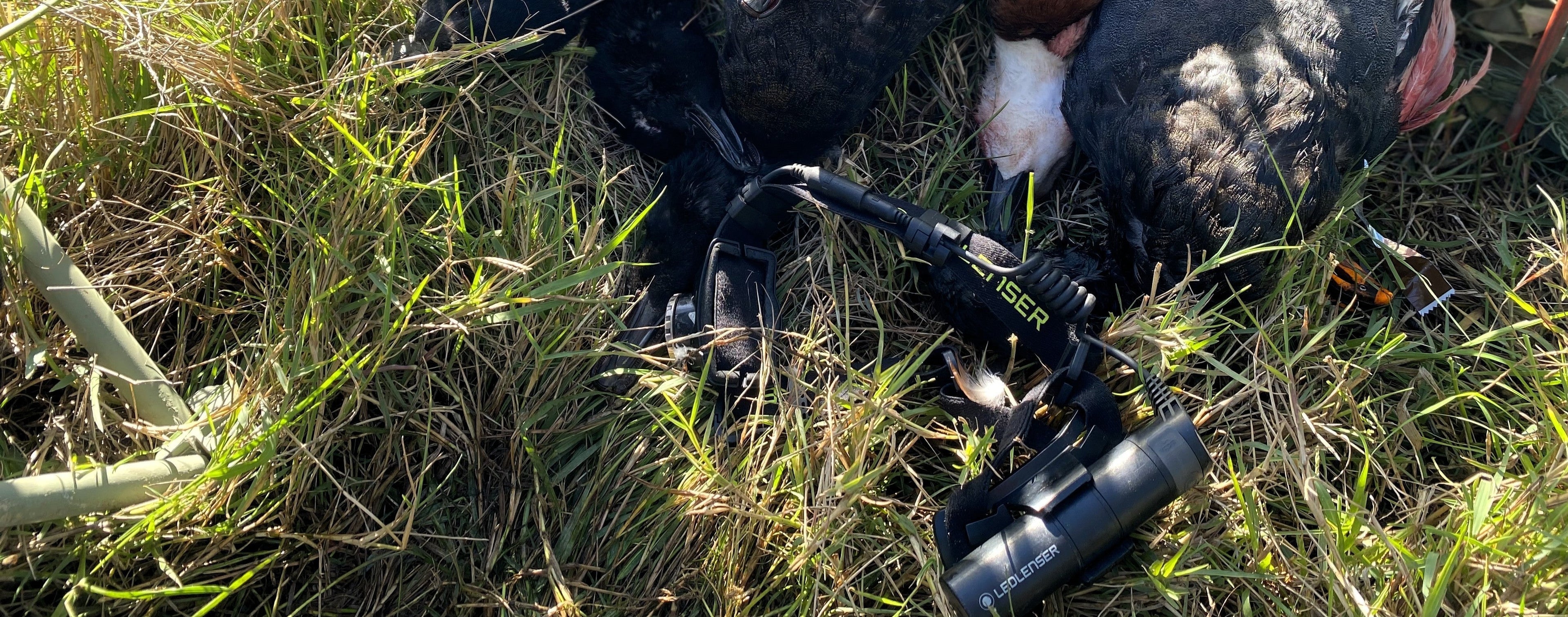 The Best Duck Shooting Lights of 2026